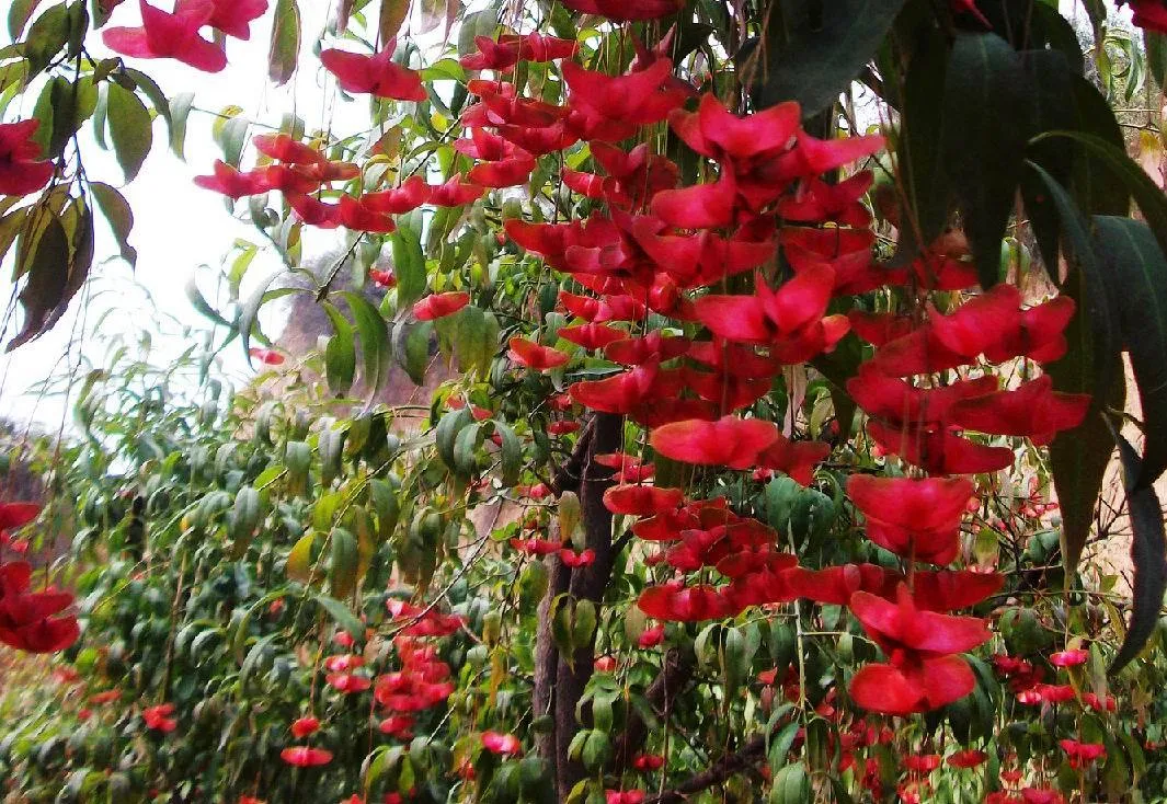 蝴蝶树：国家Ⅱ级濒危植物|我国海南特有的珍稀树种——蝴蝶树