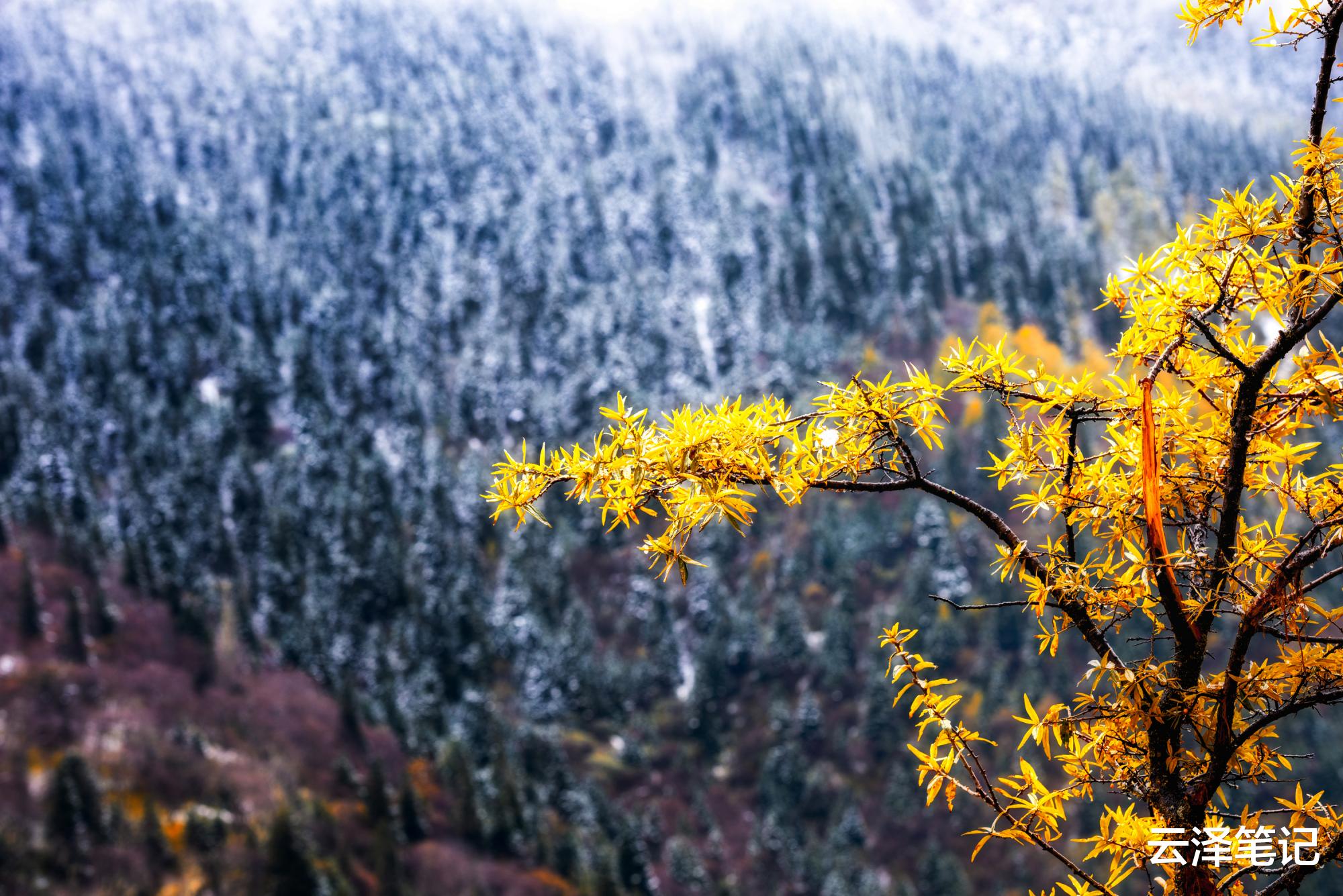 [川西]川西这个湖泊太神奇了，竟然在山顶上，据说是大力神背水而形成的