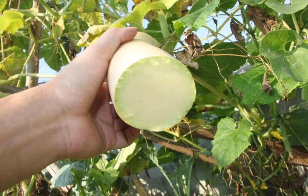 南瓜|一个神奇的南瓜,3个月都吃不完,拦腰砍一段,数天后重新长出来