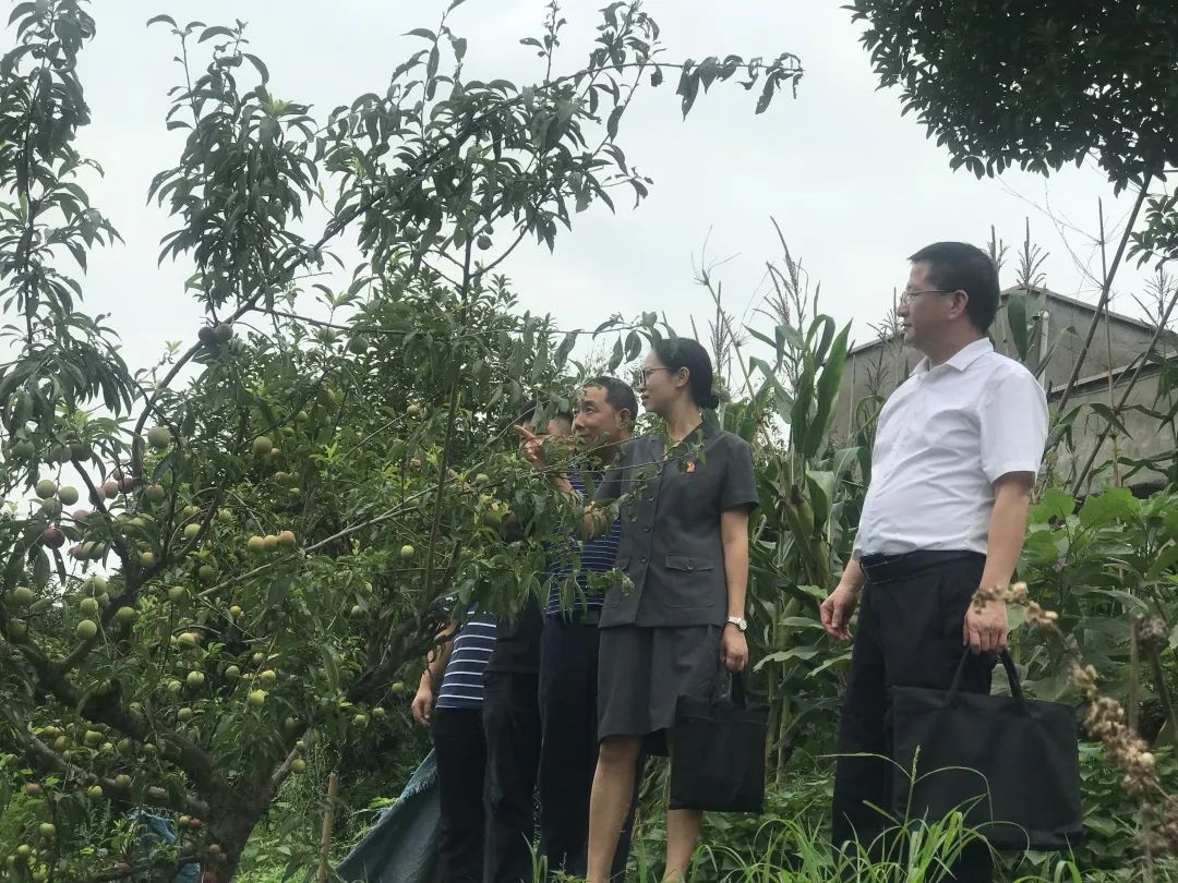 最高人民法院|满山李子无人管？原来是因为……