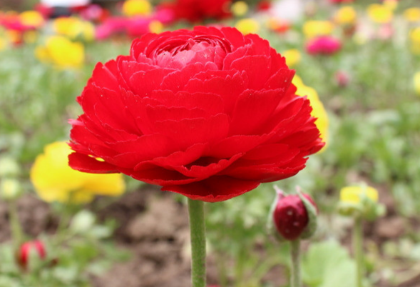 运势|8月25日开始,4属相苦尽甘来,运势不断上涨,喜事接二连三