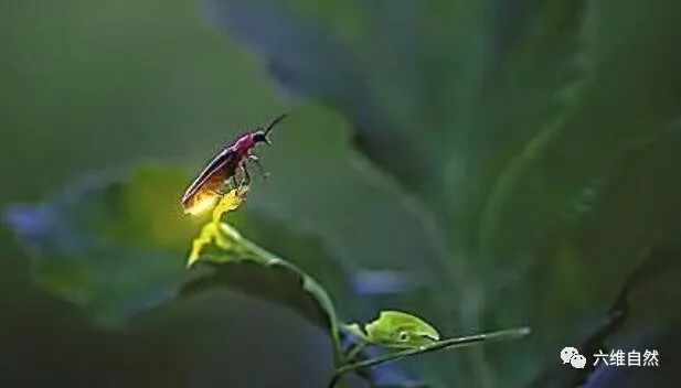 标题党:长得像萤火虫的虫子,是一种可怕害虫,危害植物还具有毒素攻击!