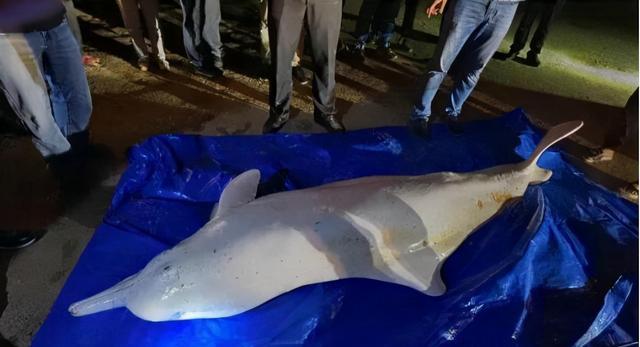 白鱀豚|钓鱼钓到“白鱀豚”？钓鱼圈热传的白色豚形生物到底是什么