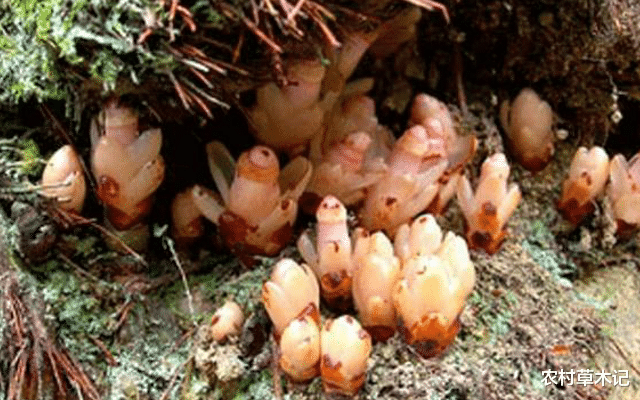 『』若遇此种珍贵植物，请别移植，会枯萎，见到已是运气