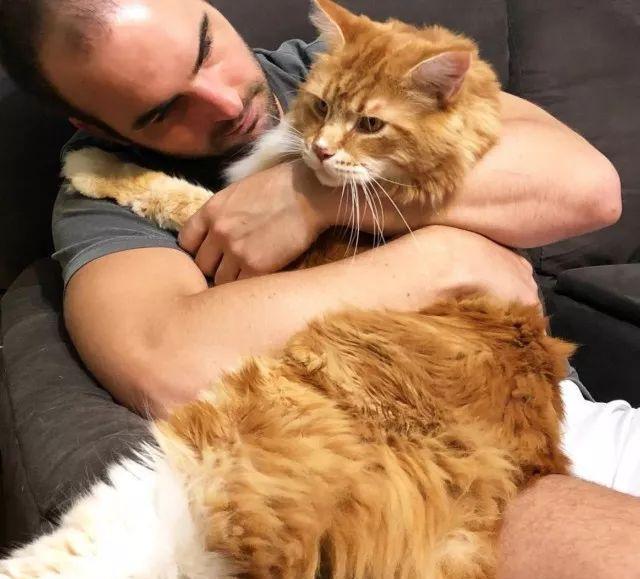 当大体型缅因猫遇上橘猫的基因，巨型“橘猪”没错了