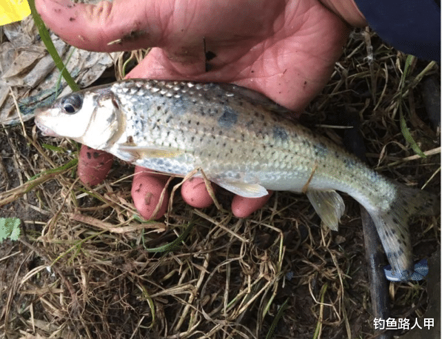 『』钓不到鱼的真实原因是什么？资源不好是硬伤，这些原因也很关键