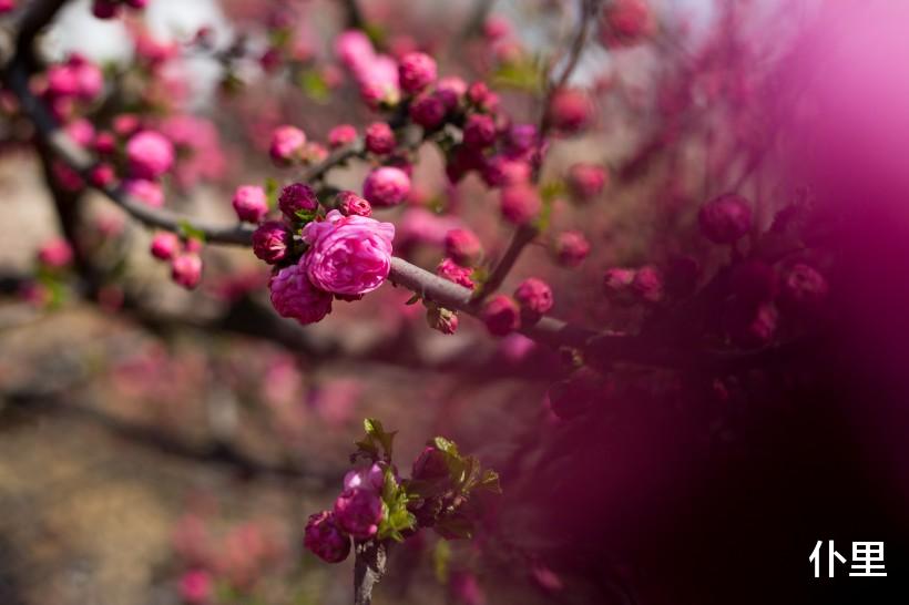 运势▲3生肖运势，2020年财富暴增，人逢喜事精神爽，日子富贵