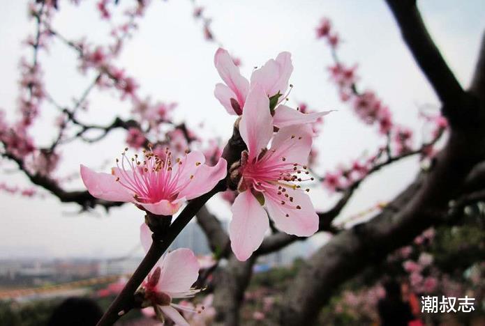 [生肖]6月29号，以下3生肖事业节节高升，遇贵人走大吉运，翻身之时到来