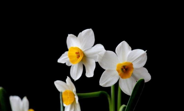 [运势]6月下旬开始事业一马平川，运势旺，十有八九变富翁的四大生肖