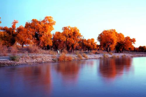 胡杨林|秋天最适合旅游的地方有哪些, 秋天去哪里旅游好？