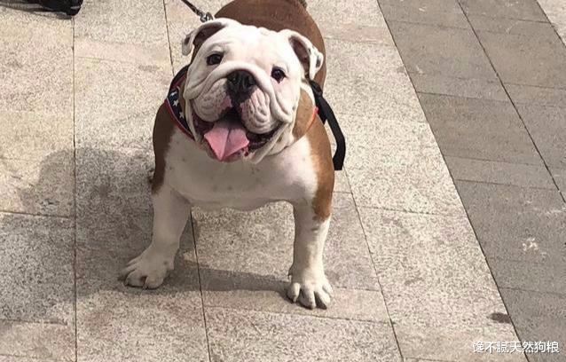 这7种狗狗都是市区禁养犬，拉布拉多和金毛都在其中