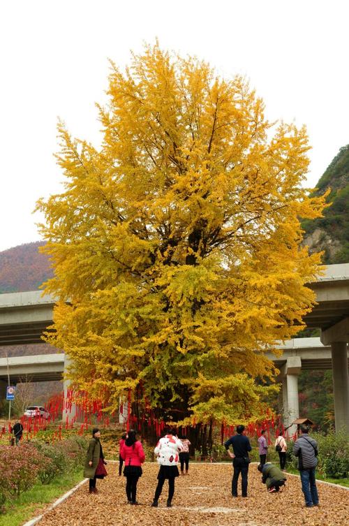 秦岭|陕西秦岭深处的小县城，最美的秋天即将到来