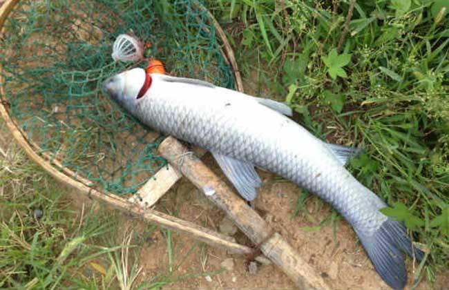 四海钓鱼|伏天青鱼就难钓？记牢这些细节，老钓友都甘拜下风，莫忽视