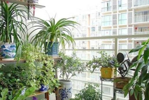 『』阳台上面放上这几样东西，穷人慢慢也会变富裕，等同于招财进门