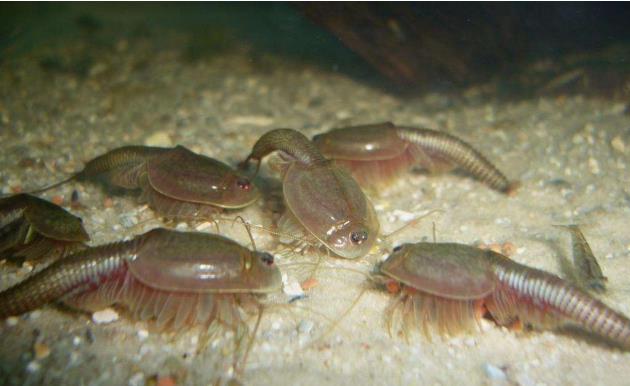 生物考古■在地球活了2亿年的动物，中国人用来喂鸡，日本人却将它视为宝