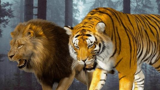 鬣狗|狮子经常捕杀鬣狗，换做老虎能打赢鬣狗吗？看完你就明白了。