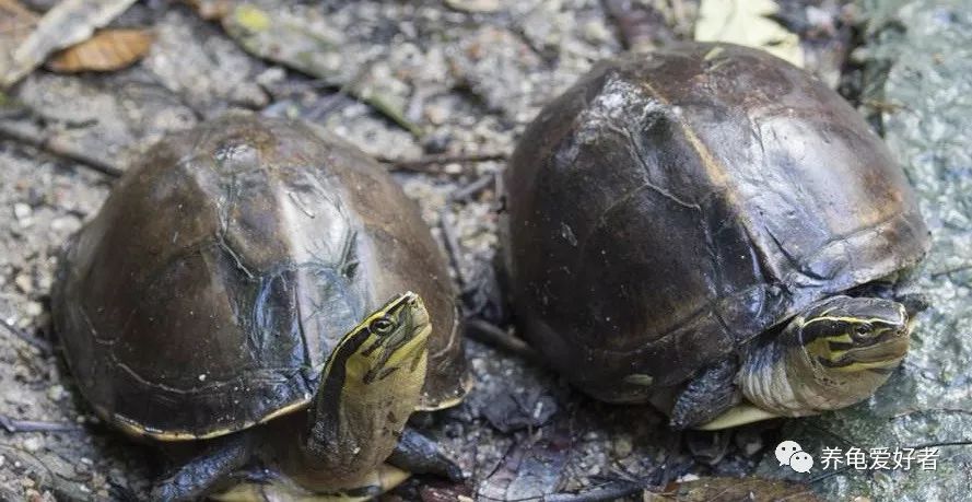 自然界没有了野生龟会怎样？