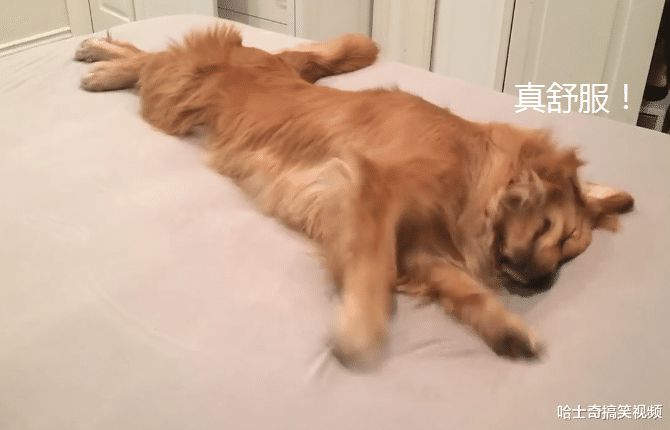 网友允许金毛在床上睡，它却有点不相信，狗：麻烦再说一次