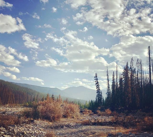 野火难烧尽，火后砍伐树木对森林会有什么影响？