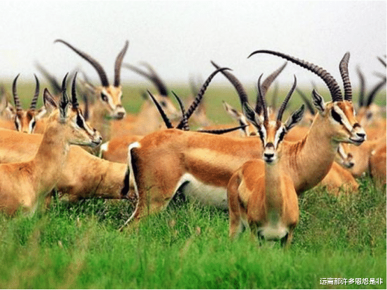 『藏羚羊』为何交配时间最长的动物是它?最少要21天,专家:要保护起来