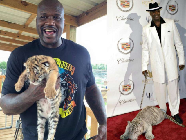 【老虎】球星们喜爱的宠物，约基奇养了3匹马，最后两位太恐怖了！