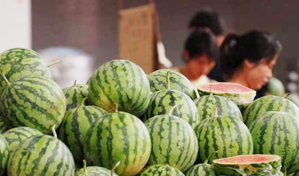 【西瓜】西瓜也分公母，母的最甜，瓜农：牢记3个窍门，一看分辨公母