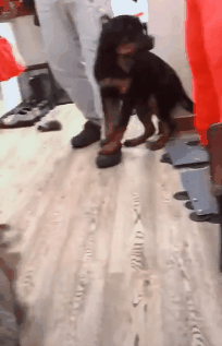 被三只恶狼死死围住，猫咪勇敢将对方击退，保护主人安全