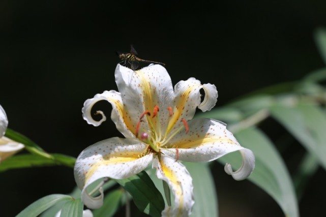 生肖▲四大生肖在7月上旬桃花朵朵开,缔结良缘,喜得今生挚爱收获幸福
