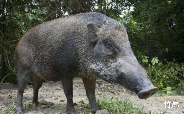 「毒蛇」毒蛇能咬死大象,却害怕“好吃懒做”的猪,这是为何?