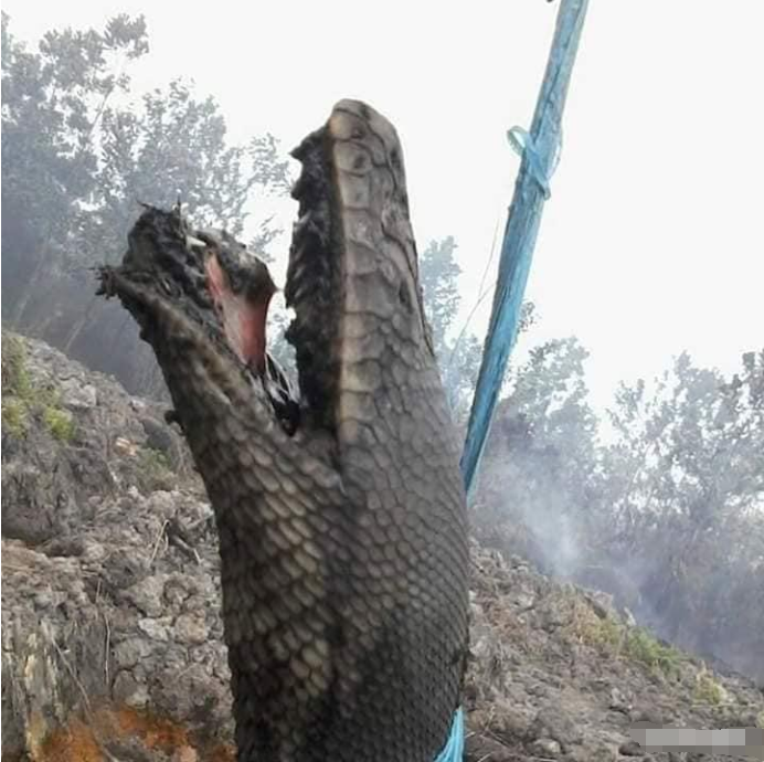 印度尼西亚@印尼森林大火，身长10米巨蟒被烧焦，临死前痛苦“嘴巴张大”