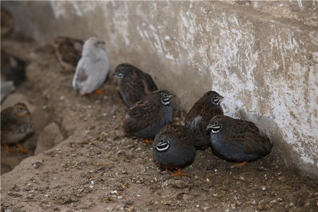 遵义|遵义小伙创业养世界上最小的鸡，身长仅11厘米，体重不足50克