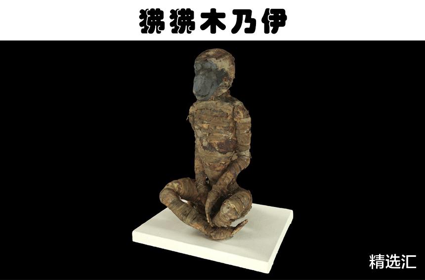 木乃伊|被人类发现的10个最为奇怪的动物木乃伊