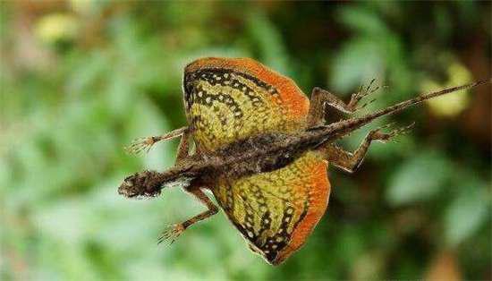 [翼龙]虽然现实中没有火龙，但会喷火的动物却存在，来看看认不认识