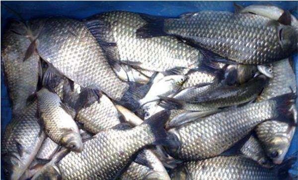 【鲫鱼】“钓不到鱼的钓友，最爱炫耀的3点”！