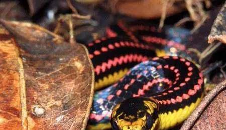 蟒蛇|世界十大最美的蛇,最后一个吓到了