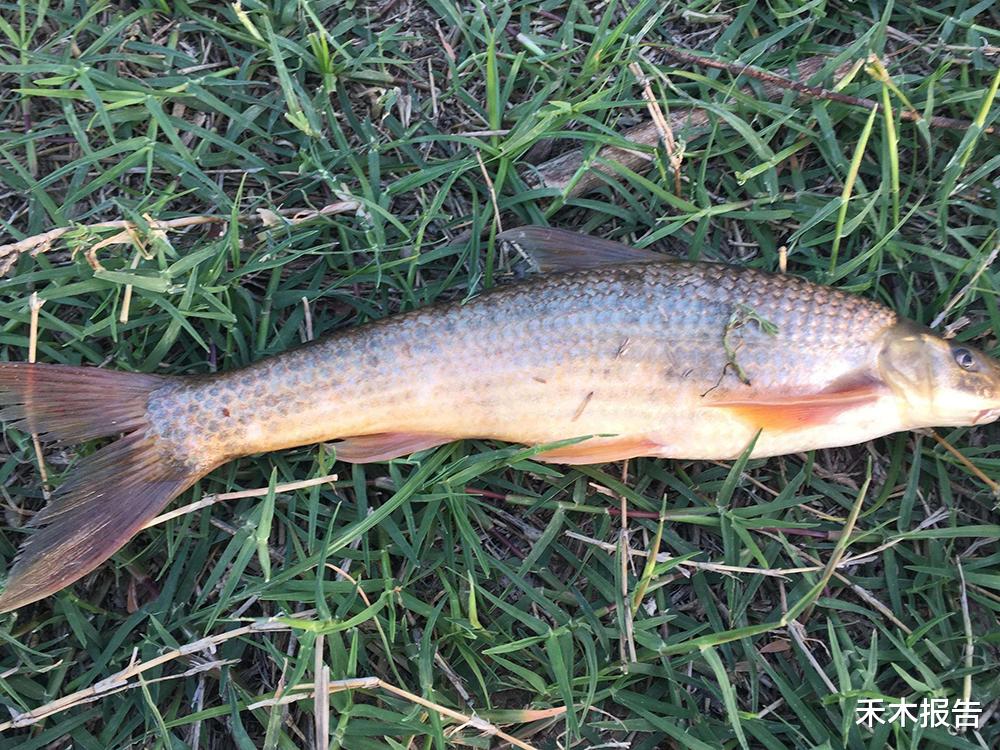 「长江」俗称“水米子”，30年前江里很多，上岸后养不活，至今无法养殖