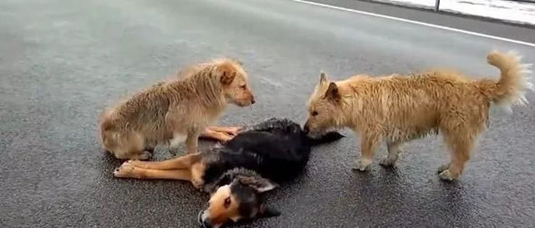 意外遭遇车祸，伙伴不顾危险守护在侧，只为陪狗子走最后一程