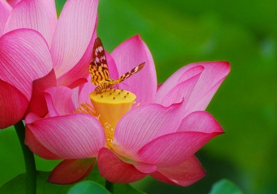 「吉星」未来一周有贵人出现，4属相吉星加持，事业风生水起，惊喜连连