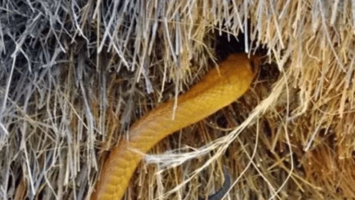 『毒蛇』地球上最大的鸟窝,却没人敢去掏鸟蛋,里面布满了各种毒蛇