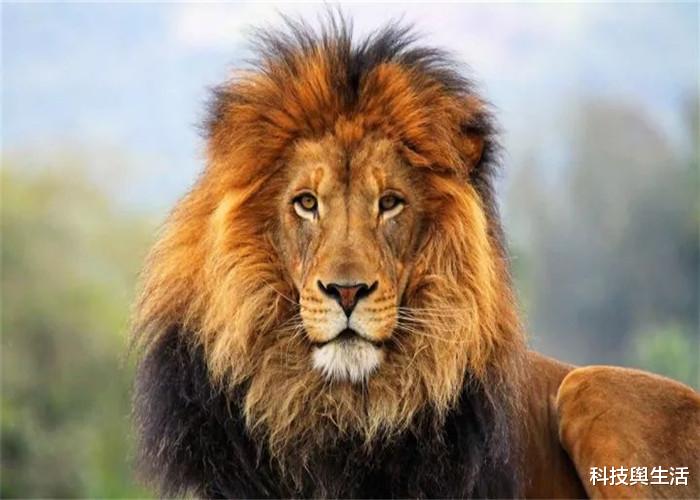 「昆虫」地球上的动物放大200倍后，谁会更占优势？3种可能性！