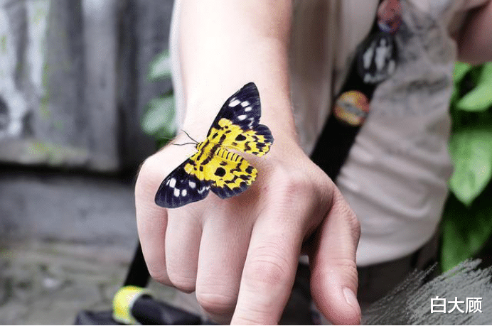 【双鱼座】2020年，桃花依旧，心未走远，三星座握手言和，一生恩爱相守