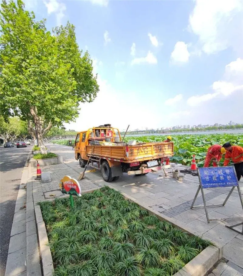 浙样的生活|今天上午，它掉进了西湖！