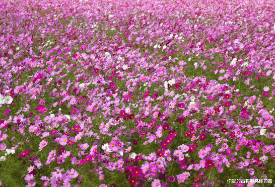 运势|8月中旬运势节节高，4属相贵人八方来，把握住好运，生活乘风破浪