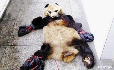 因为穷,3人打起了大熊猫的主意,?熊猫肉被吃掉,熊猫皮卖出天价