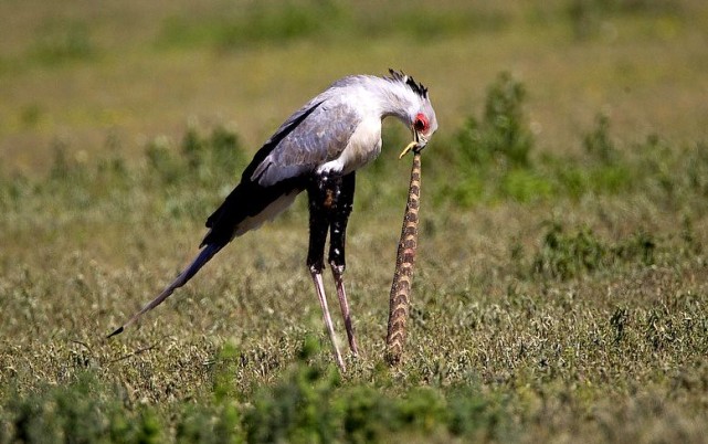 蛋白质|图囵吞蛇的蛇雕，明明吃下了蛇毒，为什么没有被毒死？