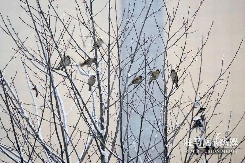 昨天正阳大雪刚拍的照片，太美了！