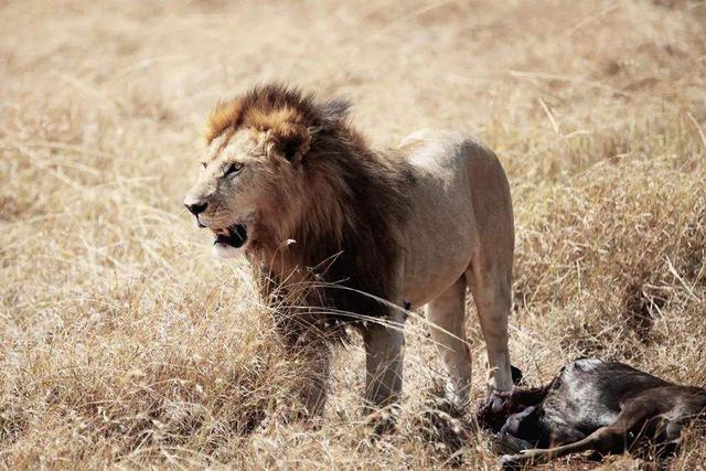 [美洲豹]猫科豹属战力排行榜：狮虎争头名，美洲豹稳坐第三之位