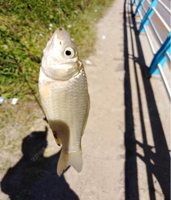 饵料|南鱼北调把鱼养，来年再战不空军