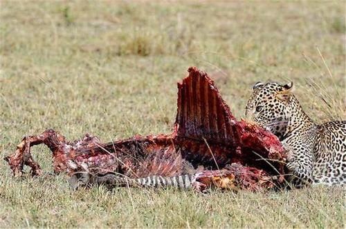 [非洲]食肉动物为什么钟情猎物的内脏？