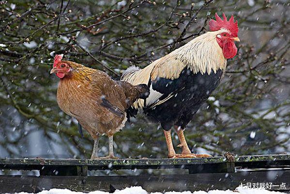 属鸡|113岁得道高僧：“鸡鸡鸡”10月底要大难临头，能躲过就是福！